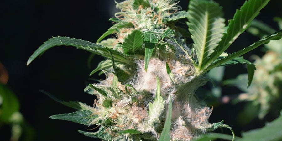 Problemas Durante La Floración Del Cannabis: Moho En Los Cogollos