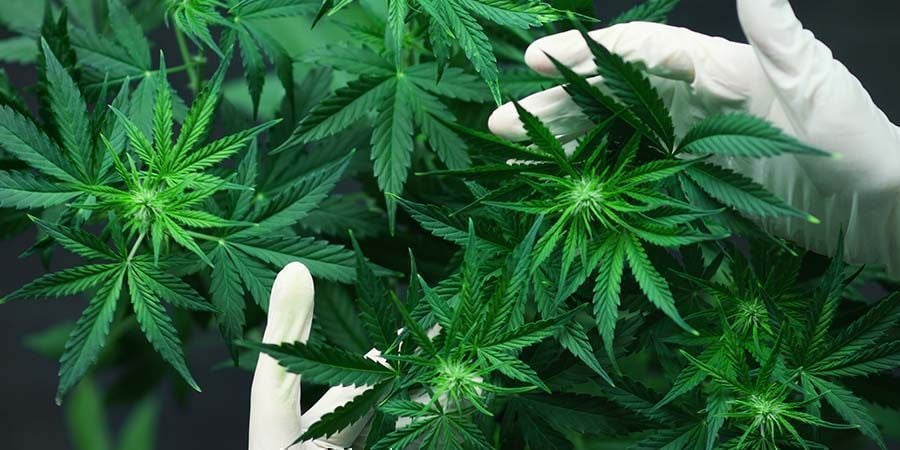 Problemas Durante La Floración Del Cannabis: Exceso De Fertilizante Y Niveles De Ph Inadecuados