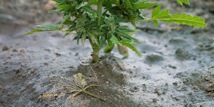 Problemas Durante La Floración Del Cannabis: Restaurar El Suelo