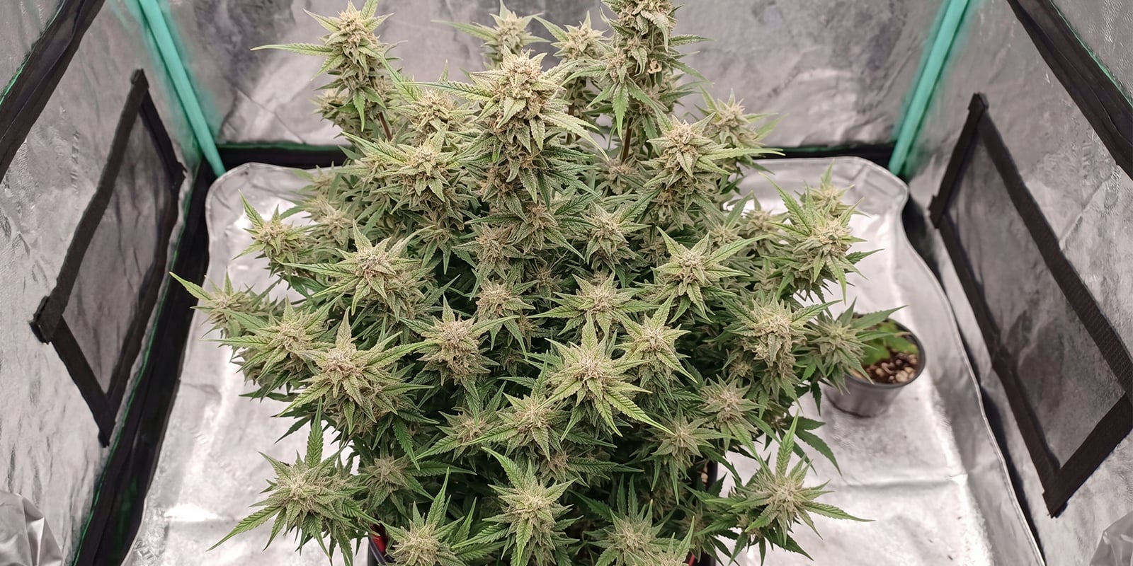 Strawberry Gorilla Auto (FastBuds)