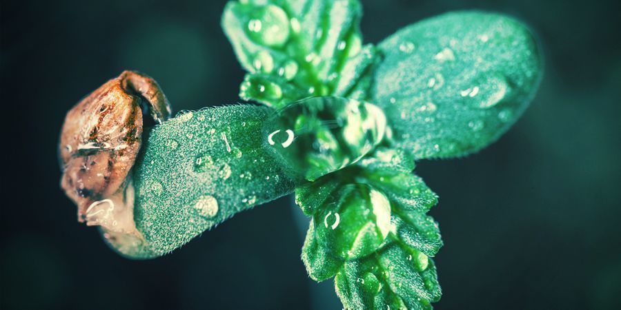 Seedling Stage Cannabis