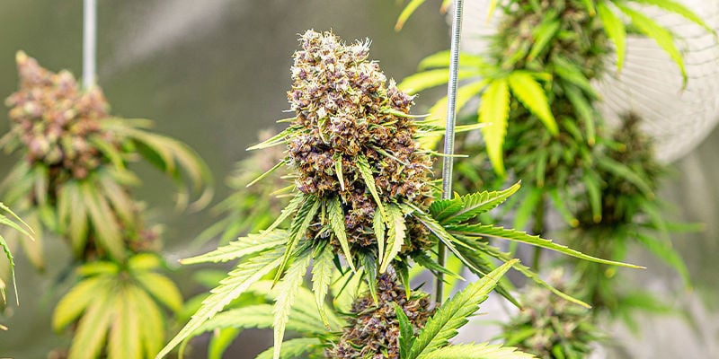 Cómo elegir la variedad híbrida adecuada