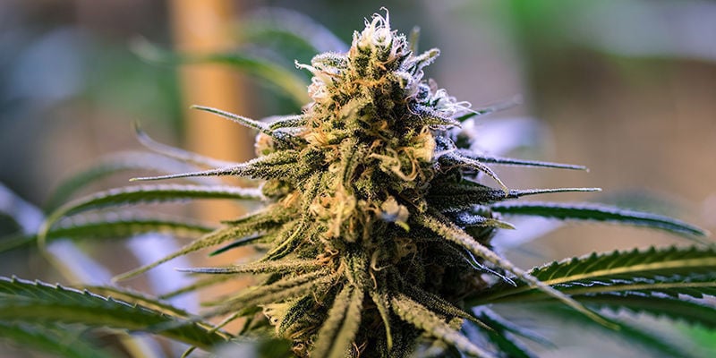 Las mejores variedades híbridas de cannabis