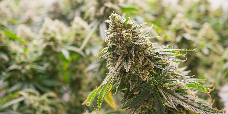 ¿Qué es la marihuana híbrida?