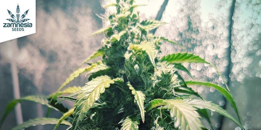 Northern Lights - Zamnesia Seeds