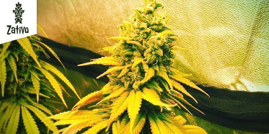 Northern Lights De Zativo Seeds