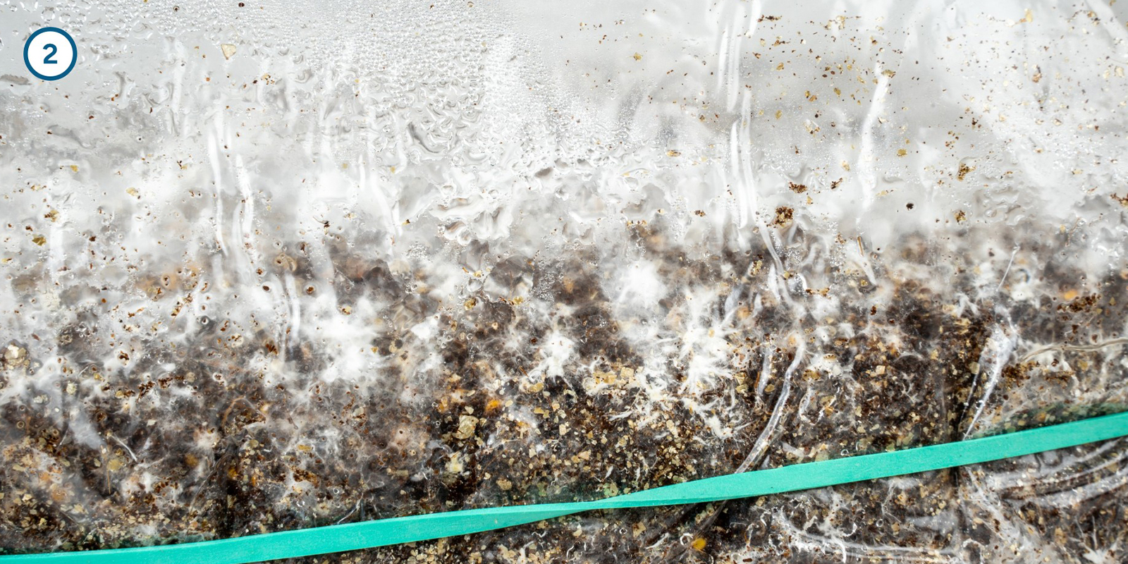 Cultivar micelio de setas mágicas en casa