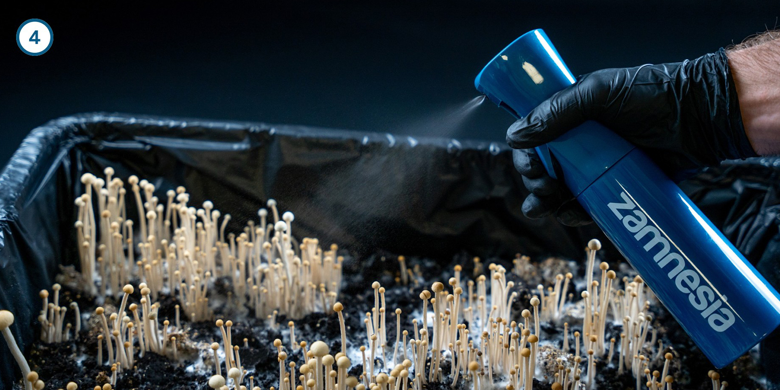 Cultivar micelio de setas mágicas en casa