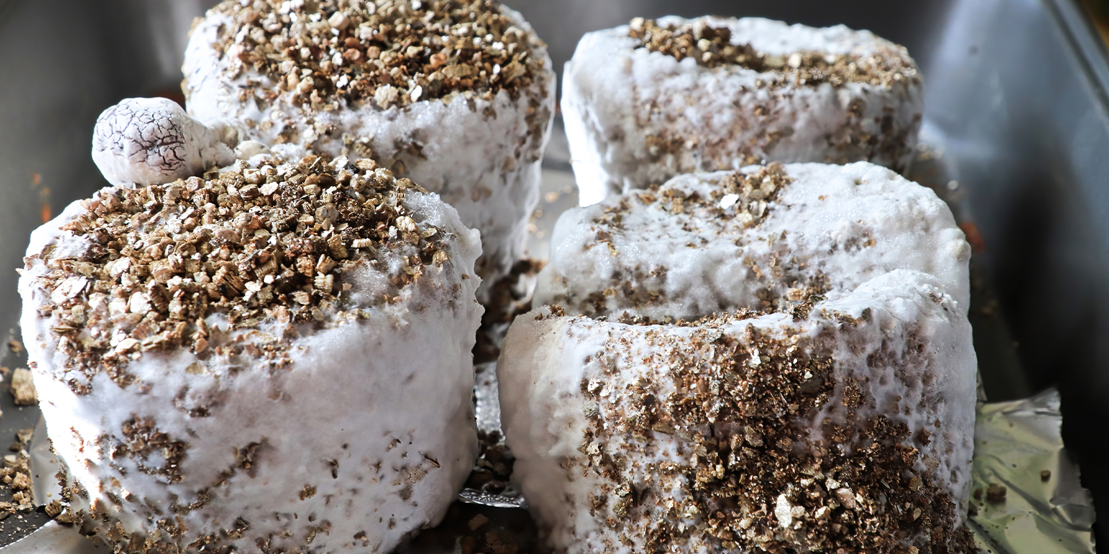 ¿Es seguro el micelio? Se puede consumir? ¿Es seguro el micelio? Se puede consumir?