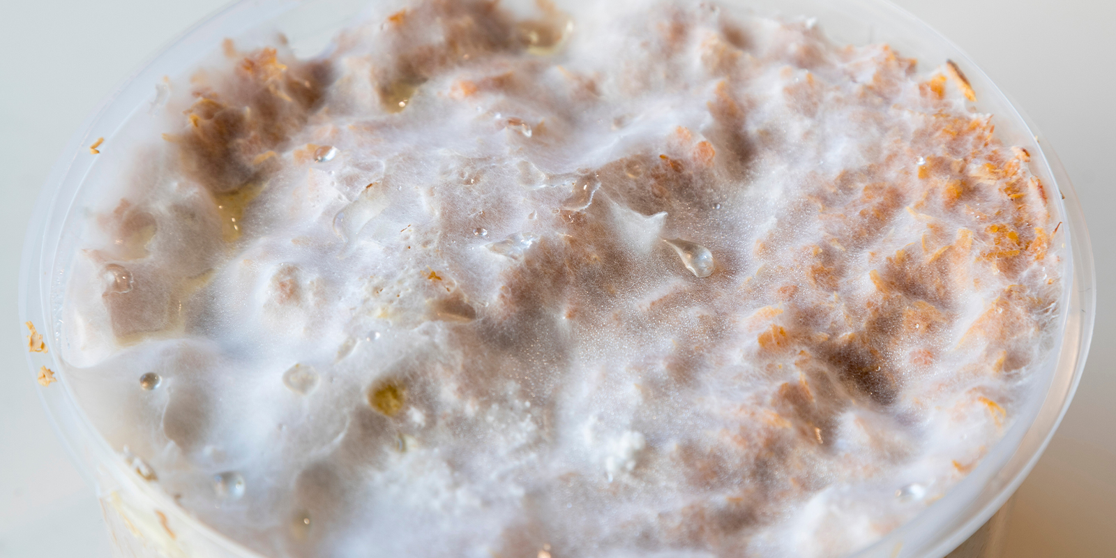 Lo básico: qué es exactamente el micelio? Lo básico: qué es exactamente el micelio?