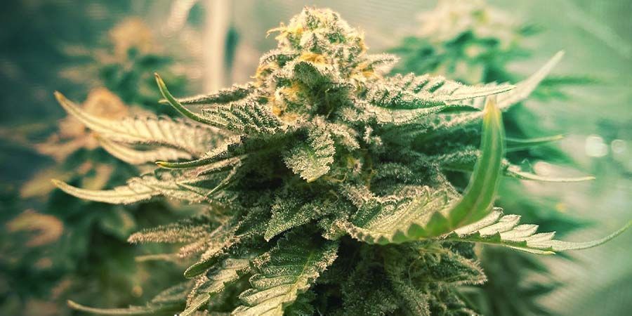 Girl Scout Cookies De Zamnesia: Genética Y Características De Cultivo