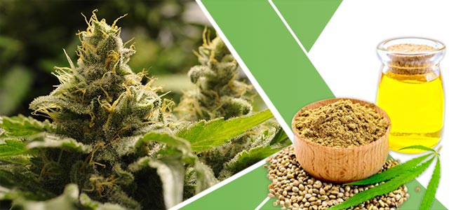 Cbd hace perder peso