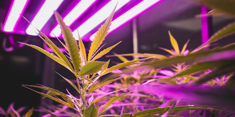 Consejos para cultivar marihuana en interior: Iluminación, ventilación y más