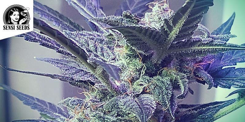 Super Skunk Automatic (Sensi Seeds) feminizada