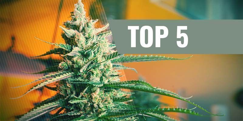 Las 5 Mejores Semillas De Cannabis Autoflorecientes Para El Cultivo De Interior