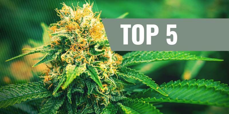 Las 5 Mejores Semillas De Cannabis Feminizadas Para El Cultivo De Interior