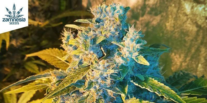 White Widow Automatic (Zamnesia Seeds) feminizada