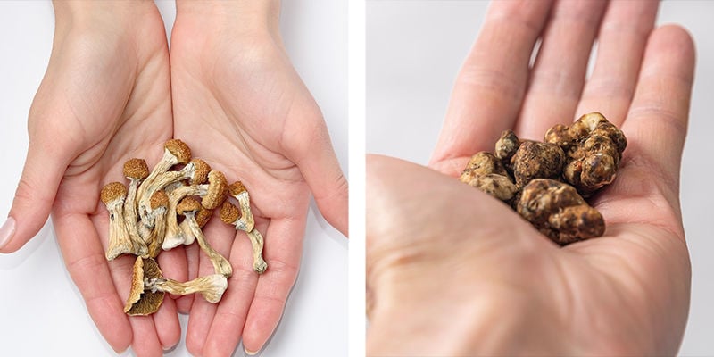Un breve repaso de las setas y trufas alucinógenas