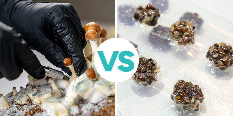 Trufas mágicas Versus setas alucinógenas