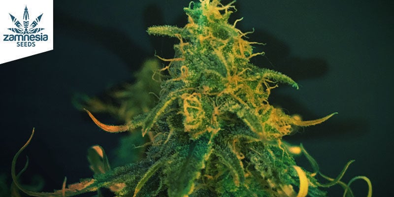 Super Silver Haze - Zamnesia Seeds