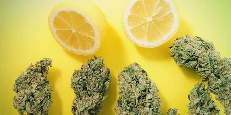 El Efecto Séquito Y Los Terpenos