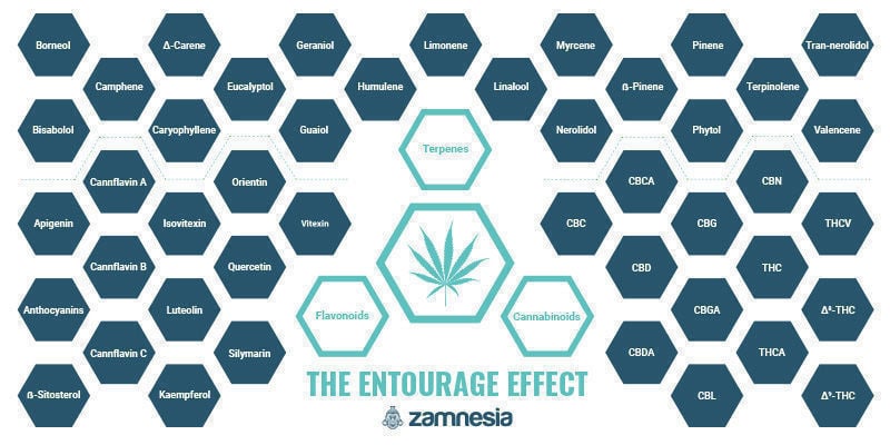 Efecto Séquito: Uno De Los Grandes Misterios Del Cannabis