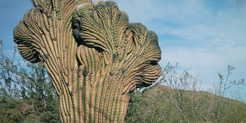 San Pedro Crestado (Echinopsis Pachanoi Cristata)