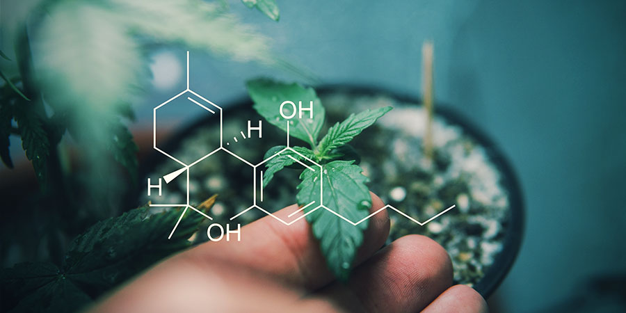 Descubre Los Cannabinoides