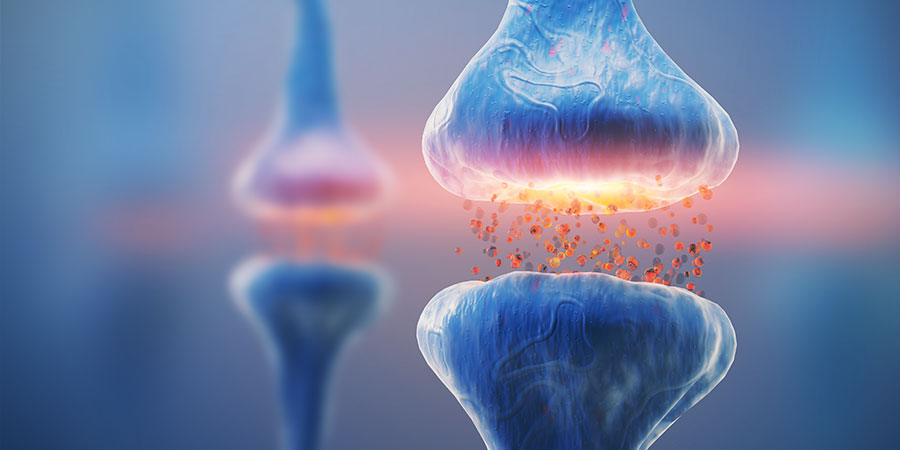 DESCUBRE TU SISTEMA ENDOCANNABINOIDE