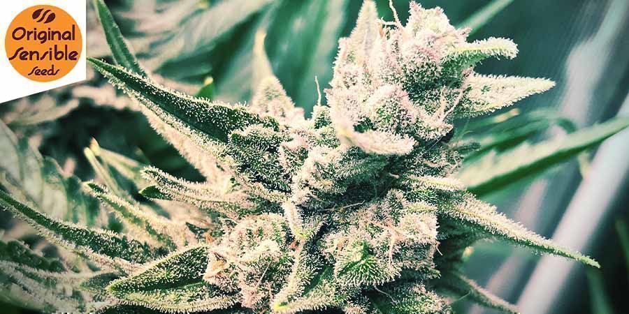 Auto Skunk (Original Sensible Seeds)