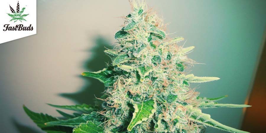 Blackberry (FastBuds)