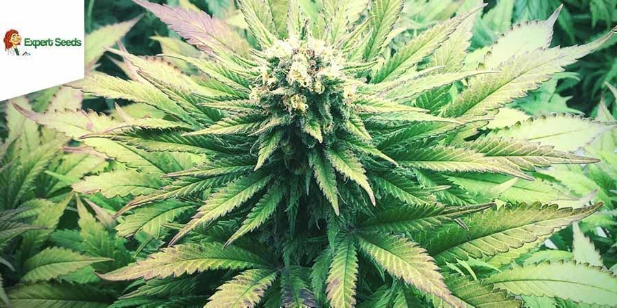Caramella Auto (Expert Seeds)