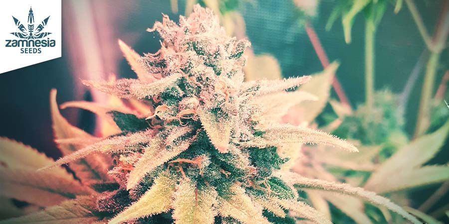 Cash Express (Zamnesia Seeds)