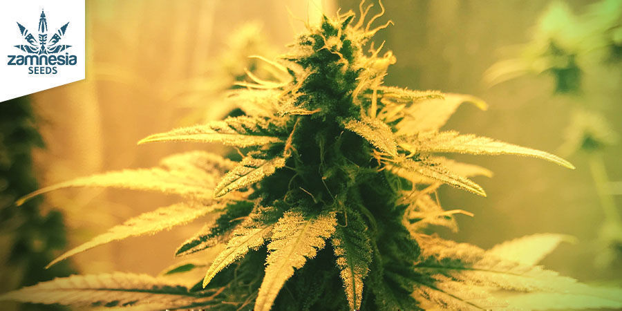 Quick Caramel XL (Zamnesia Seeds)