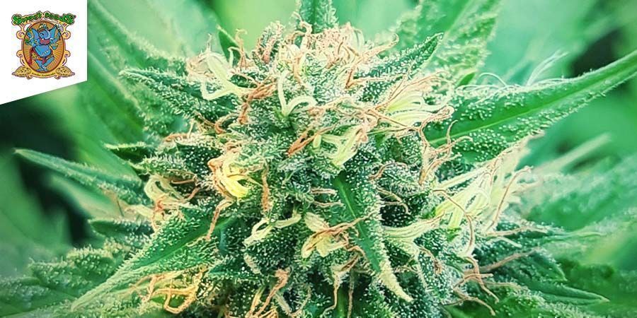 S.A.D. Auto (Sweet Seeds)