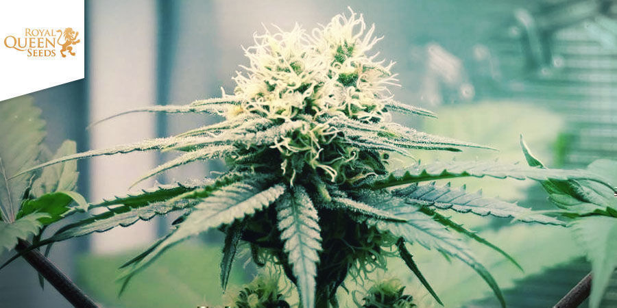 Speedy Chile (Royal Queen Seeds)