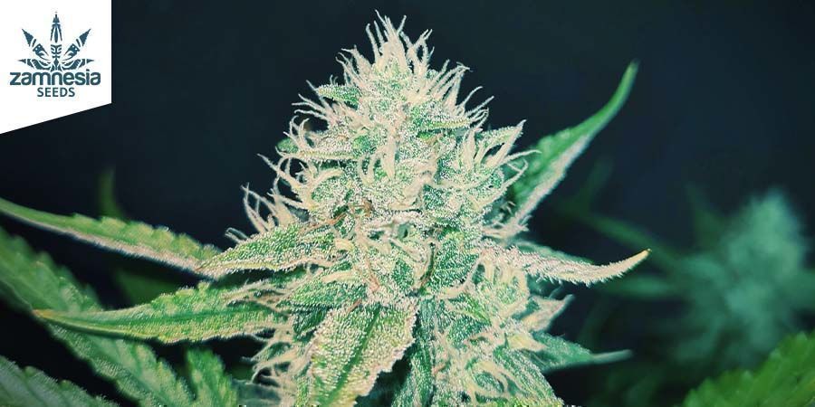 Sticky Beast Automatic (Zamnesia Seeds)