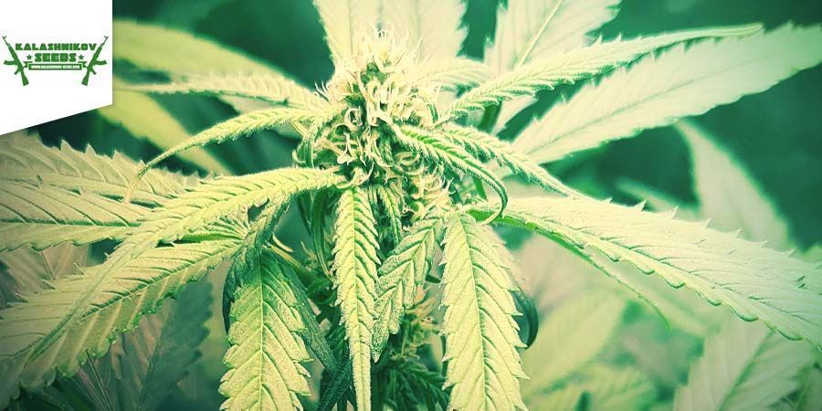 White Critical Express (Kalashnikov Seeds)