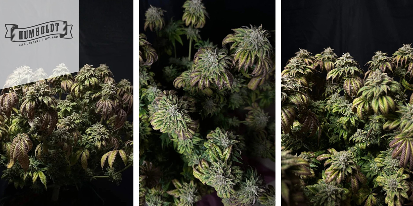 Hella Jelly: Humboldt Seed Company