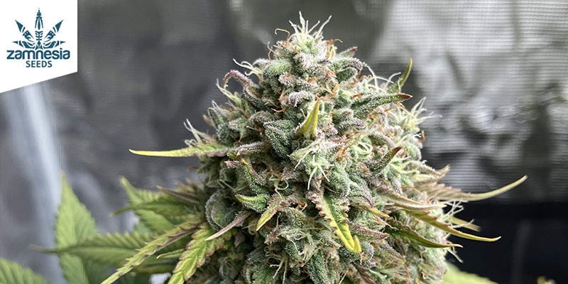 Sticky Beast Automatic (Zamnesia Seeds)