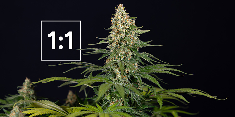 Las mejores variedades de marihuana con una proporción de CBD:THC de 1:1