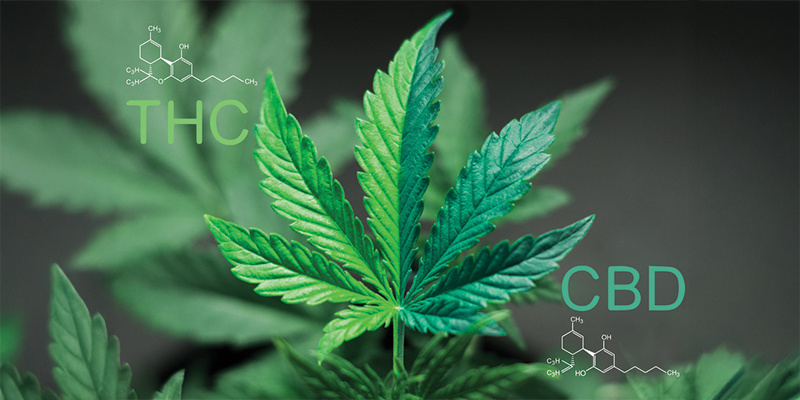 ¿Qué es una proporción de CBD:THC de 1:1?