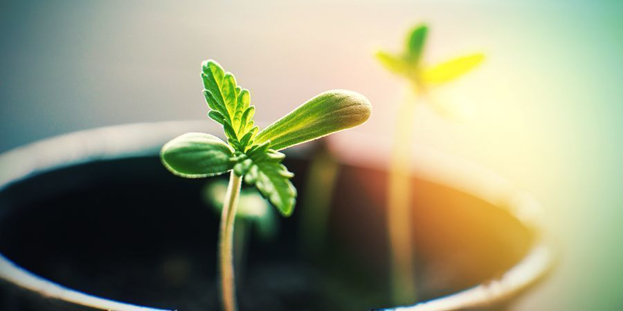 Qué Puedes Hacer En Un Cultivo Interior