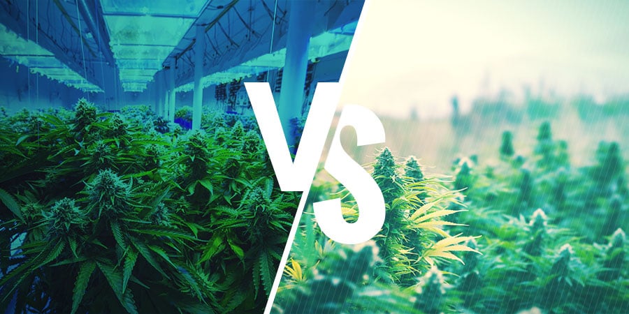 Decide Si Vas A Cultivar En Interior O Exterior