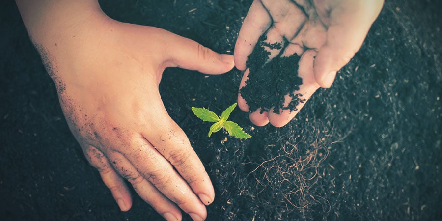 Cannabis Medio De Cultivo