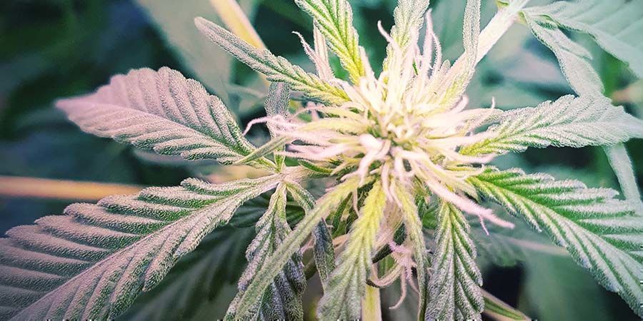 Último En Cepas Ricas En CBD: CBD Fix Auto