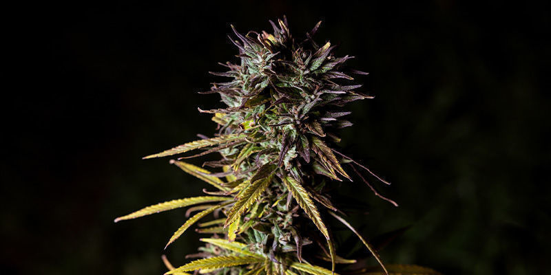 Fat Banana De Royal Queen Seeds: ¡Una Delicia Afutada!