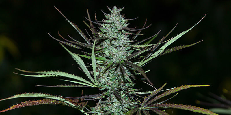 Love Peace de VIP Seeds: una delicia Cheese