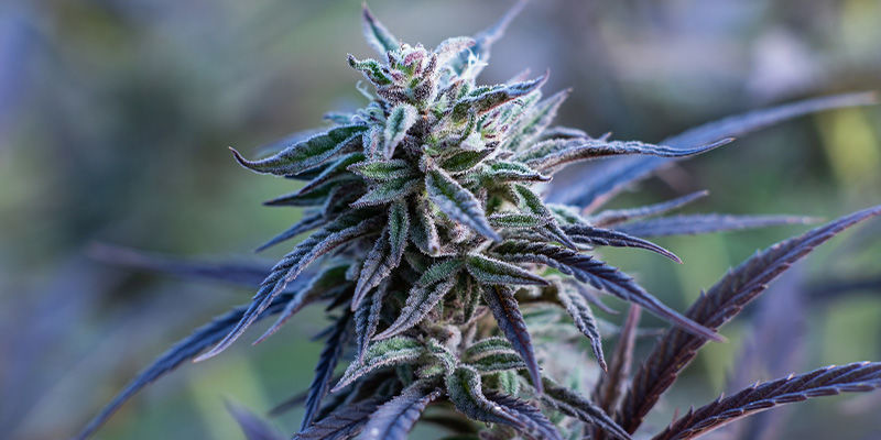 Passion Fruitz de Zamnesia Seeds: Una historia de amor tropical