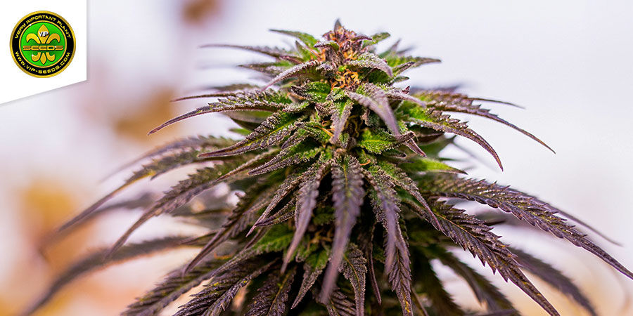 Love Peace de VIP Seeds: una delicia Cheese